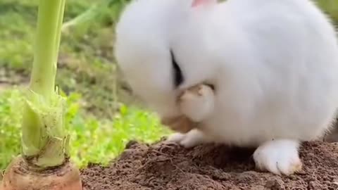 Little rabbit