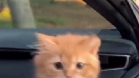 kitten try catch the wind