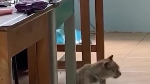 "Cats Is The Best Creation Of God" Cat Memes Pt.8