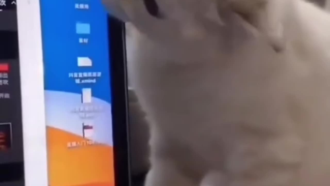 Funny videos