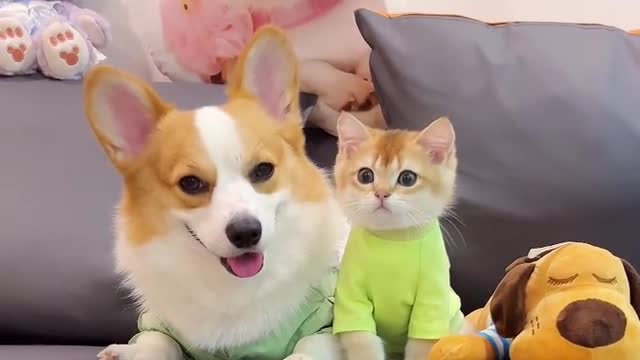 Hello everyone, this is my cute dog and cat