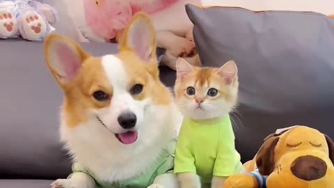 Hello everyone, this is my cute dog and cat