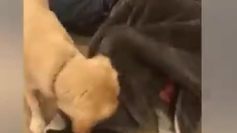 Funniest Babies And Animals Compilation || Just Laugh