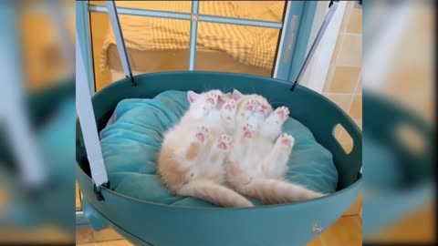 Baby Cats - Cute and Funny Cat Videos