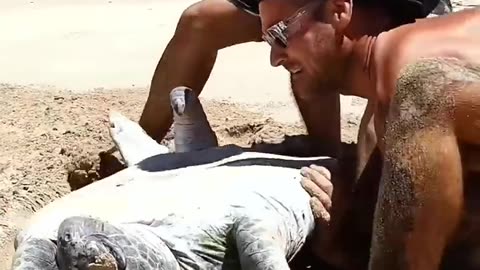 SEA TURTLE STUCK UPSIDE DOWN IN THE HOT SUN