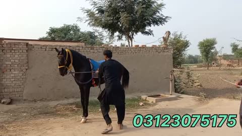 Big hight horses:dancer horse:chak 175 jb jhang