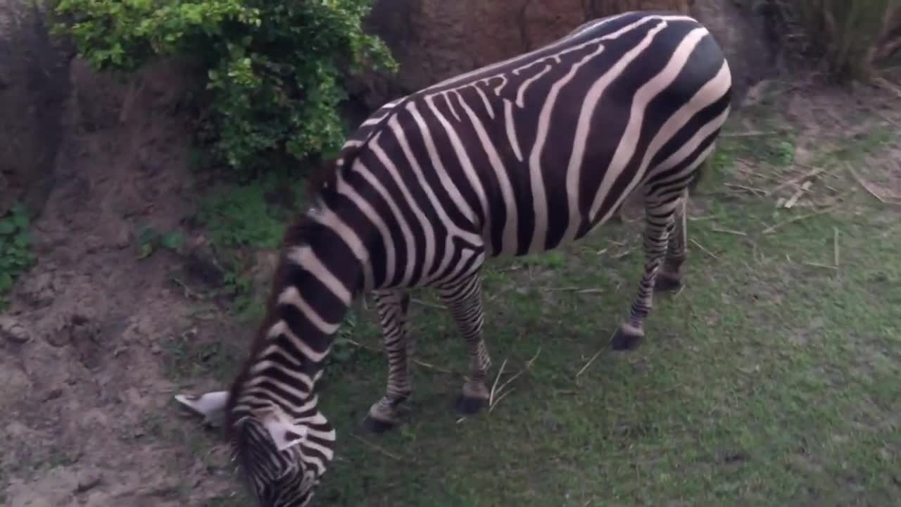 Lions ROAR during Kilimanjaro Safaris at night tour in Disney's Animal Kingdom