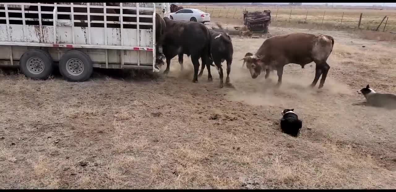 Loading Bucking Bulls in the Big Bend Trailer with Satus Jet, Brodey, Bear and Brick