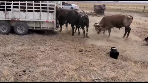 Loading Bucking Bulls in the Big Bend Trailer with Satus Jet, Brodey, Bear and Brick