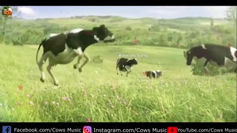 Funny cow Dance videos