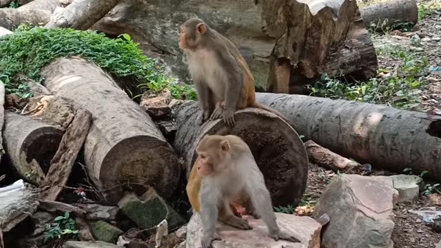 Funny monkey 🐒 playing with her partner