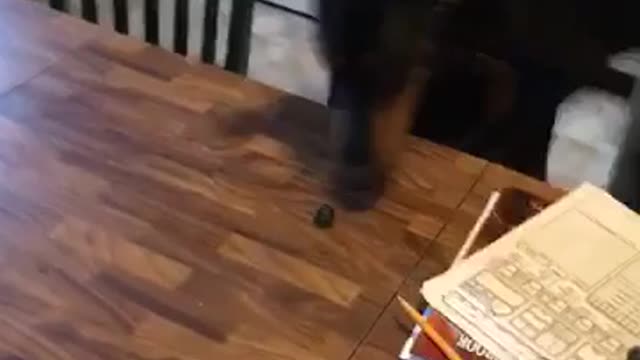 I miss Dungeons and Dragons just a little bit - Funny Dog