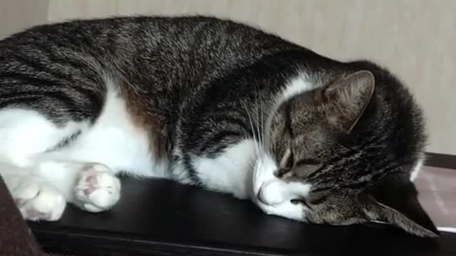 cat
