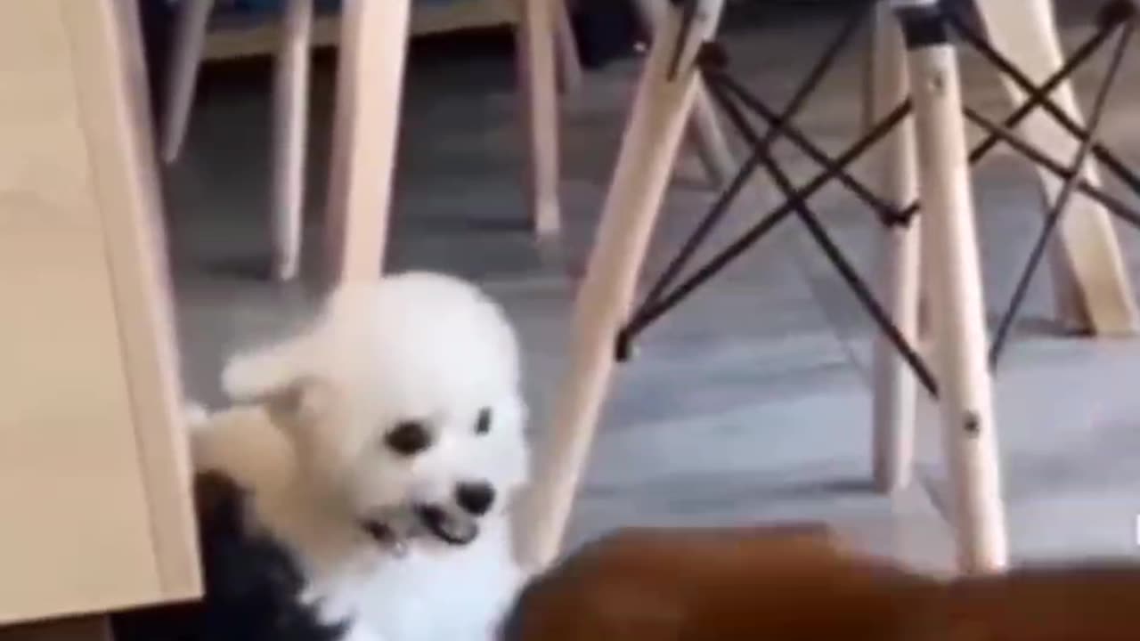 Good Doggo Protects his Friend