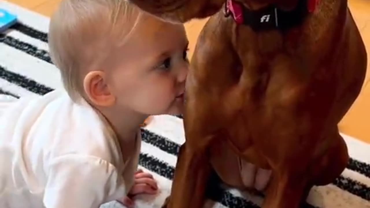 Funny animal videos|Cute animal videos | Funny dog&cat videos| Funny baby with Dog