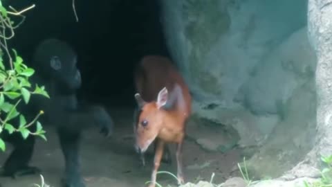 Baby Gorilla and Baby Deer's Heartwarming Friendship