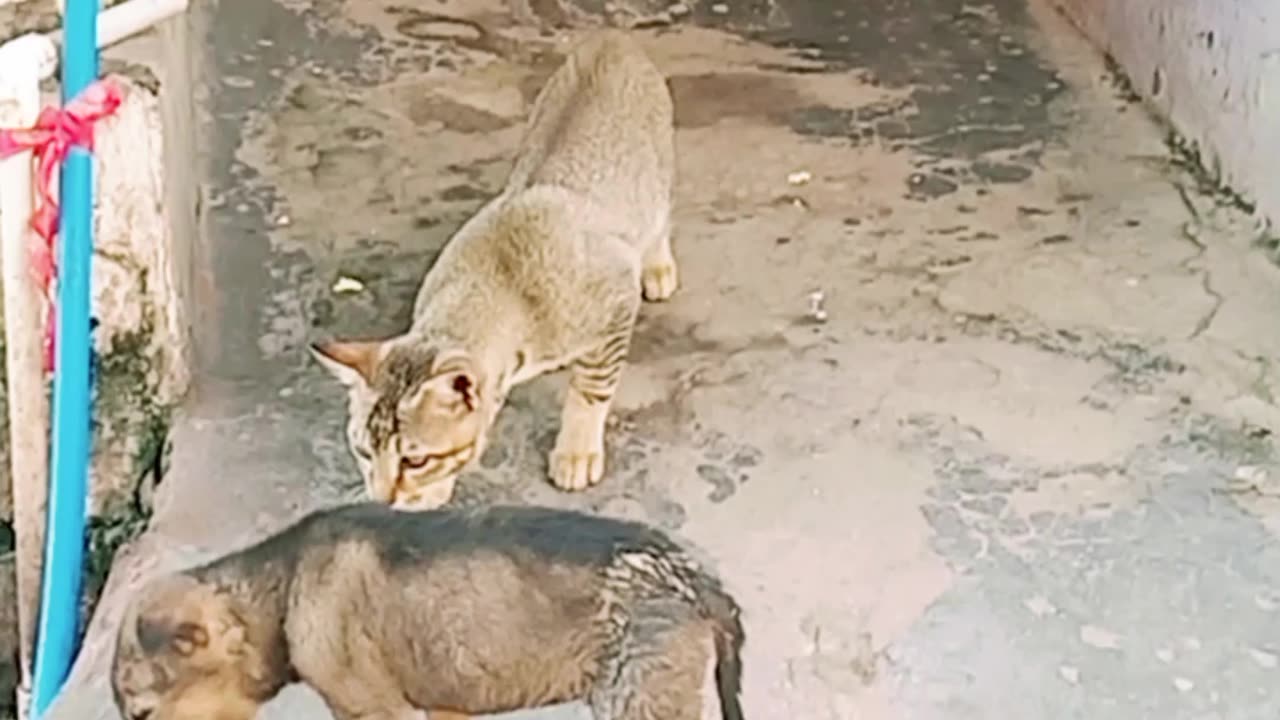 friendship between puppy and kitten