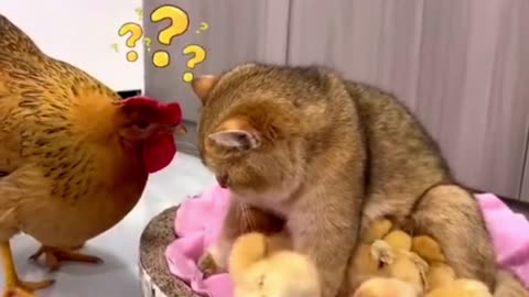 So funny Cat & Hen so cute cat kids