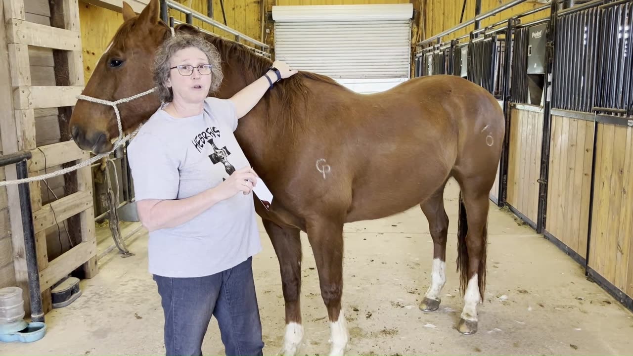 Lifewave Aculife for horses Pickett Pro Rodeo Ranch