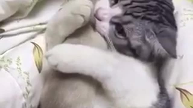 The cat is on the bed.
