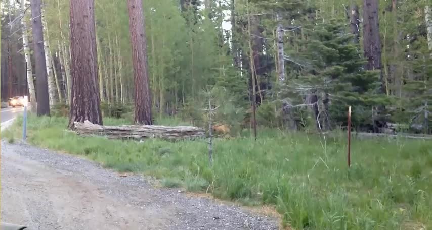 Black Bears in South Lake Tahoe