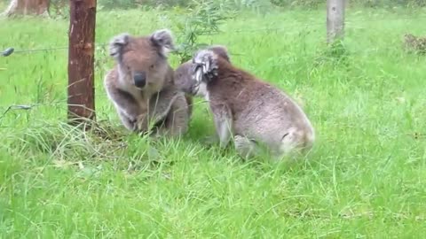 Koala fight