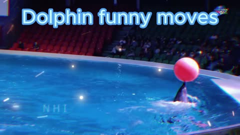 dolphin funny moves