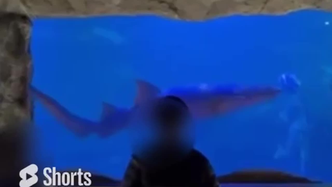 #Shark Tank - see what you find! #aquarium #animals