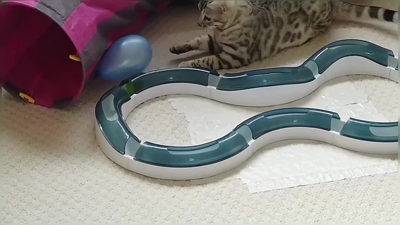 Bengal Kittens Playing With Balloons StayHome