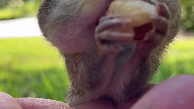 Cute squirrel eating nuts on its owner's mother