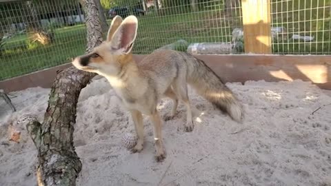 Fawzi gets enrichment in his new outdoor enclosure