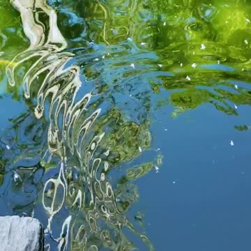Tree reflected in a pond