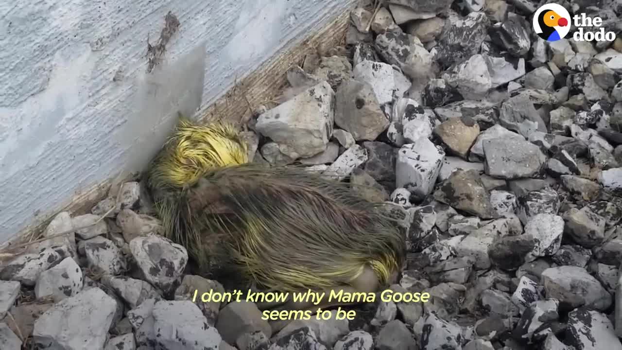 Guy Teaches His Rescued Gosling How To Fly | The Dodo Soulmates