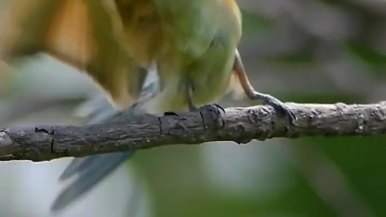 Blue-tailed bee-eater #wildlifephotography #wildlifephotographer 🎵by @https://youtu.be/dTR4zdU-Xgw