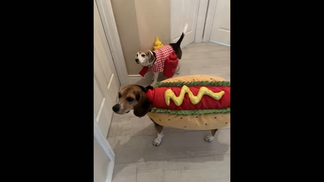 Funny Animal Videos Halloween 🎃 😹👻