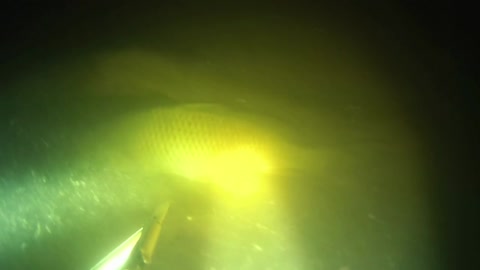 Night spearfishing. Target search.