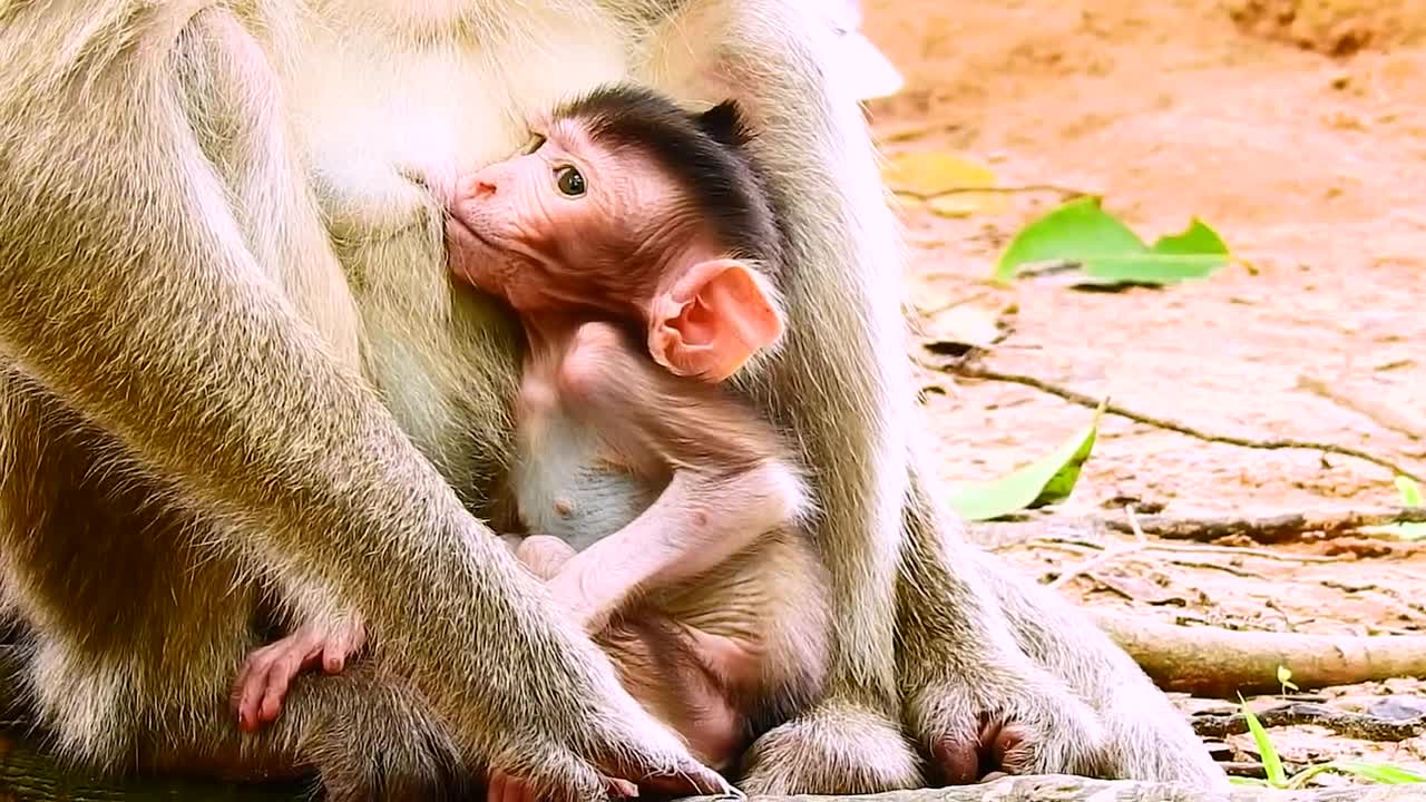 Cute monkey feeding milk