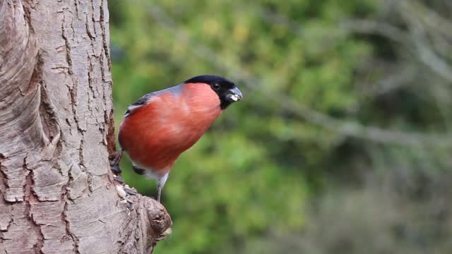 For other uses, see Bird (disambiguation) and Birds (disambiguation).