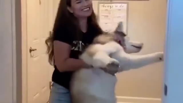 This Husky will do anything in his power to avoid taking Bath 🤣🤣