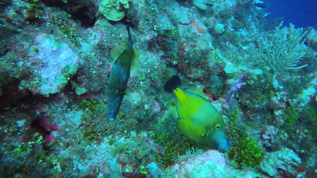 Schooling Blue Chromis & Whitespotted Filefish