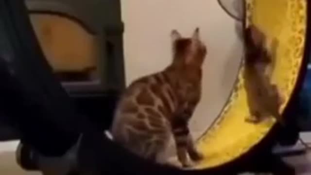 CAT ON ROLLER COASTER WITH KITTEN