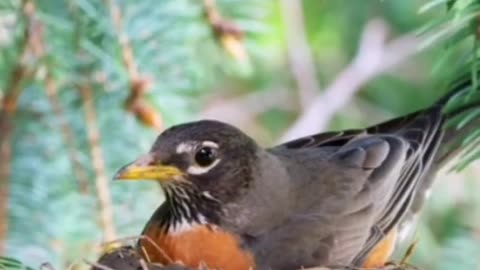 Watch this how sparrows make their nest