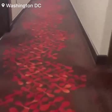 Pro Palestine Protesters Watergate Hotel releasing maggots Netanyahu’s table