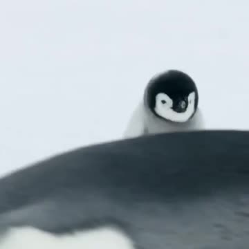 How cute is this Baby Penguin!!!