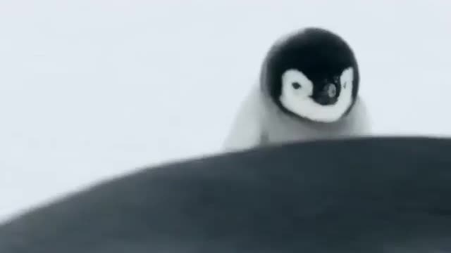 How cute is this Baby Penguin!!!