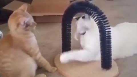 Funny cat compilation