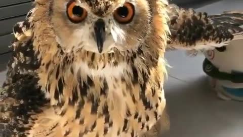 This owl is defending her innanimate friend