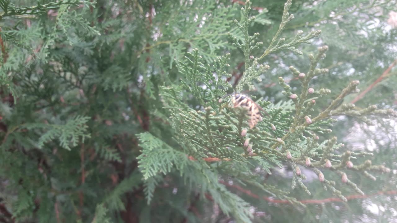 Bee on a cypress tree