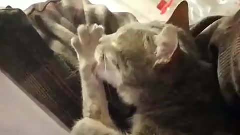 funny cat