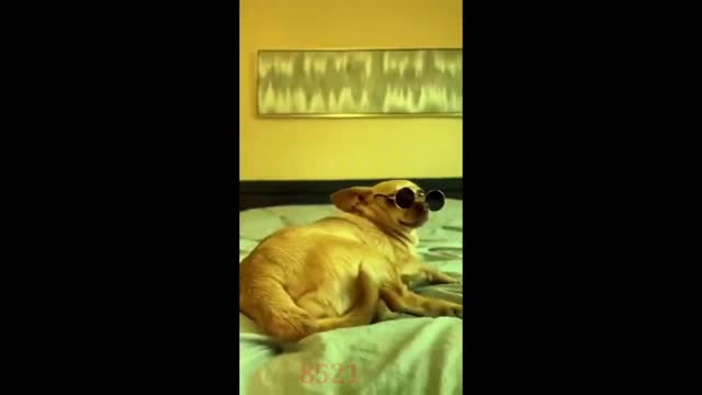 Baby Dogs 🔴 Cute and Funny Dog Videos Compilation 🤣 Funny Puppy Videos 2022🤔